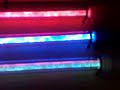 Sunbeam Liquid Neon