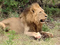 Lion Eating Hyena