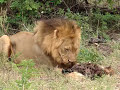 Lion Eating Hyena