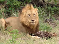 Lion Eating Hyena