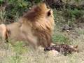 Lion-Eating-Hyena