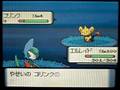 【ポケトレ連鎖(3)】色違いコリンク出現[shiny Shinx] ポケットモンスター ダイヤモンド パール　pokemon diamond&pearl