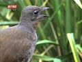 ptica imitator
