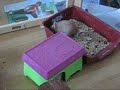 ratten