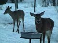 Looking Out my Back Door