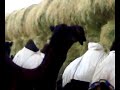 موقع سمان الهرج الشعبي  مزاين مزايين الابل ابل بعير ناقه ناقة فحل مجاهيم وضح قصايد قصيده قلطات قلطه شعر اشعارالهاجري القحطاني العتيبي السبيعي اليامي العجمي المري الحربي الدوسري