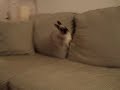 a-bunny-tale.html
