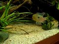 Gymnogeophagus sp cuaro