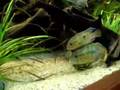 Gymnogeophagus sp cuaro