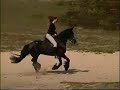 Fries paard tamara