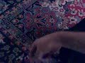 Timmy the cat plays fetch the mouse