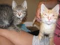About Advocates 4 Animals Rescue & Rehabilitation Group