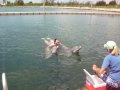 Swimming with the Dolphins