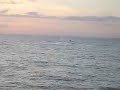 Whale Watching Off Lahaina