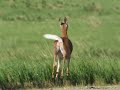 Dopiest Deer On The Range Dopiest Deer On The Range