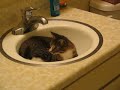 Watson in the Sink again . . .
