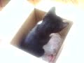 Oh the fun a kitten can have with a box Oh the fun a kitten can have with a box