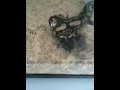 Snake python