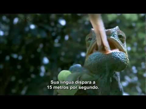 Camaleão - Camaleão, Canal Planeta Animal.