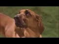 dog vs  cat   oops category