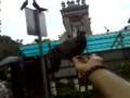 videos de Feeding Pigeons at Dargah Hazrath Habib Noh Mohd R.A (Singapore)