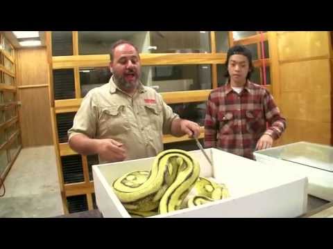 YouTube reptile video