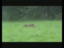 De Vos op de Katwinkel De Vos op de Katwinkel