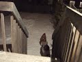 All it takes is a shake of the cookie box and the shelties start running All it takes is a shake of the cookie box and the shelties start running