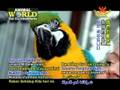 Animal World - Volume 2