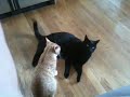 Wrestling Cats