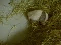Panda Baby im Zoo Atlanta