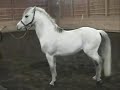 Kaviford Infinity - Welsh Pony Stallion (Edited) Kaviford Infinity - Welsh Pony Stallion (Edited)