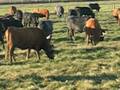 videos de Vacas Pastando en la Finca 