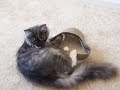 ボール猫動画