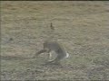 Funny Rabbit
