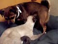 Leave me alone... Leave me alone...