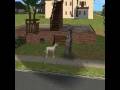 videos de Doggy Death