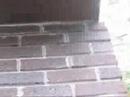 Chipmunk Hard Hit