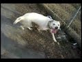 Pitbull attack as will laughs and films it cuz hahahaa