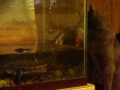 TJ THE TURTLE AND HIS CAT POSSUM