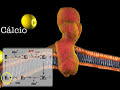 Calcio ATPase Calcio ATPase