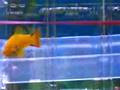 Swordtail giving birth