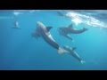 Swimming With Dolphins - Zanzibar - YouTube