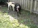 TLC Pet Care Pet Sitting & Dog Walking