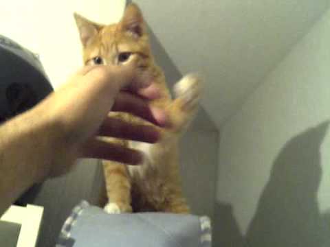 manga catfight