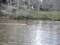 Cajun Gator RC Airboats