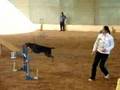 Lucrecia-Diana // agility -GRAN AZUL DE GASCUÑA 1