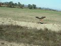 Red Tail