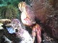 Crab Amongst the Rocks