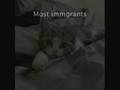 Fighting Hate With Kittens